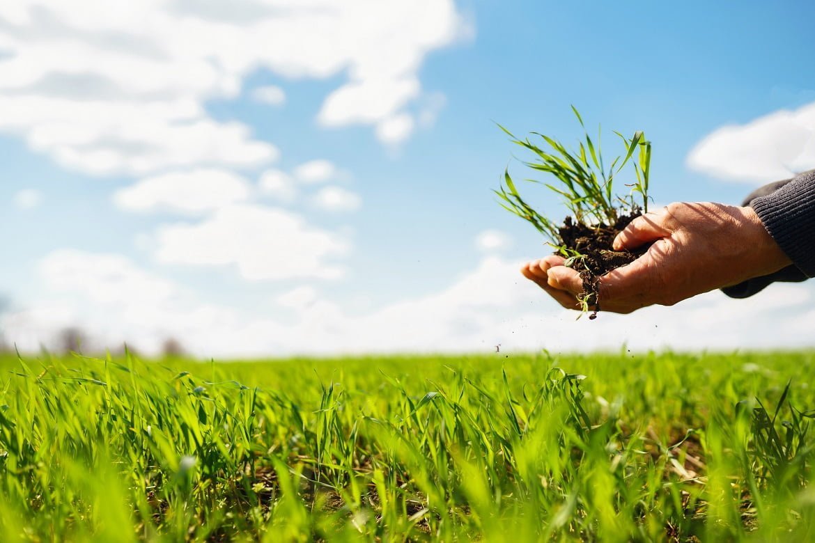 Biofertilizantes na agricultura sustentável